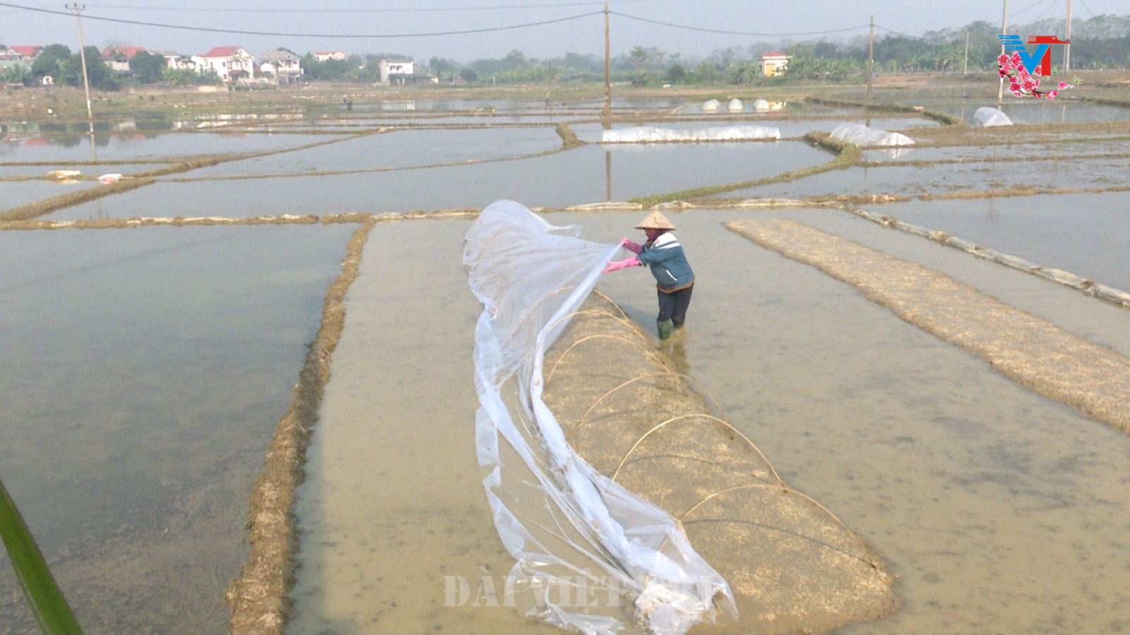 Việt Trì tích cực chuẩn bị cho vụ Đông Xuân 2021