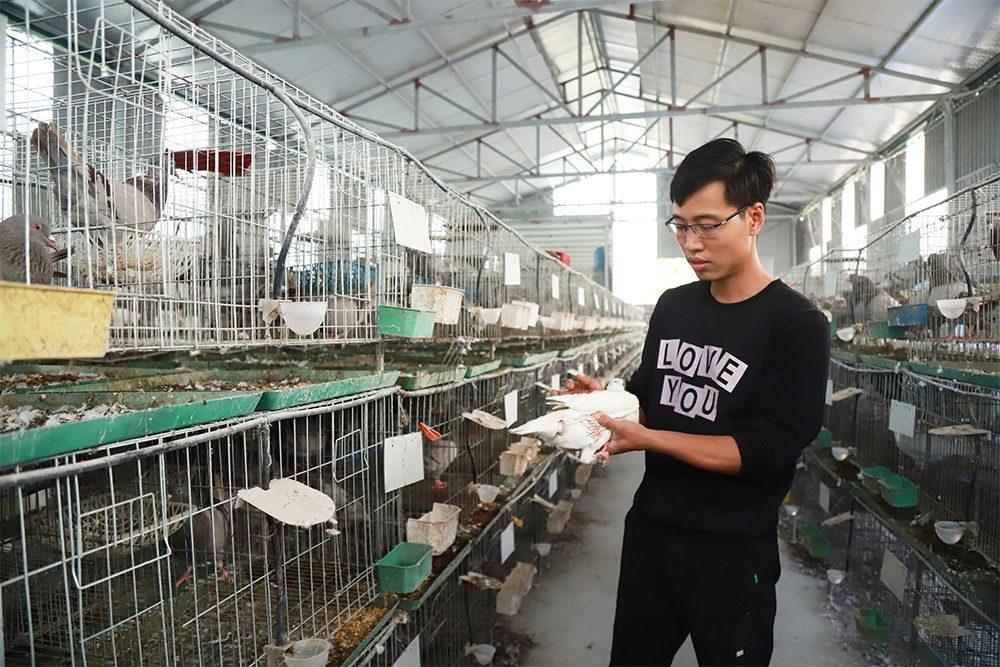 Hiệu quả kinh tế từ mô hình nuôi chim bồ câu nhốt chuồng  Báo Đắk Lắk điện  tử