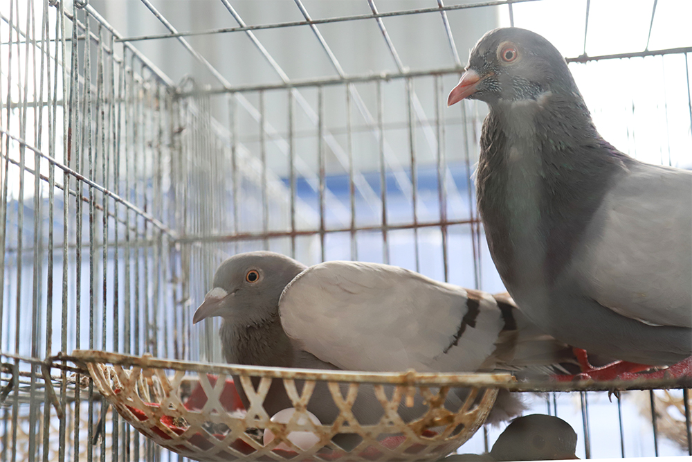 Tìm hướng phát triển nghề nuôi chim bồ câu  Báo Thái Nguyên điện tử