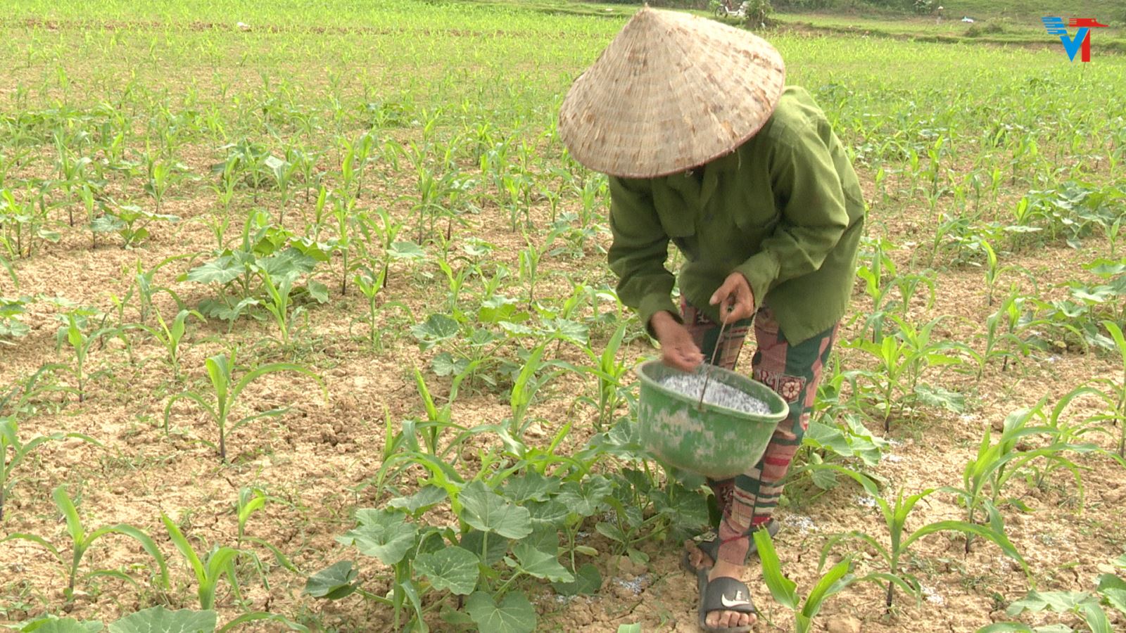 Việt Trì đẩy mạnh gieo trồng chăm sóc cây rau màu vụ đông