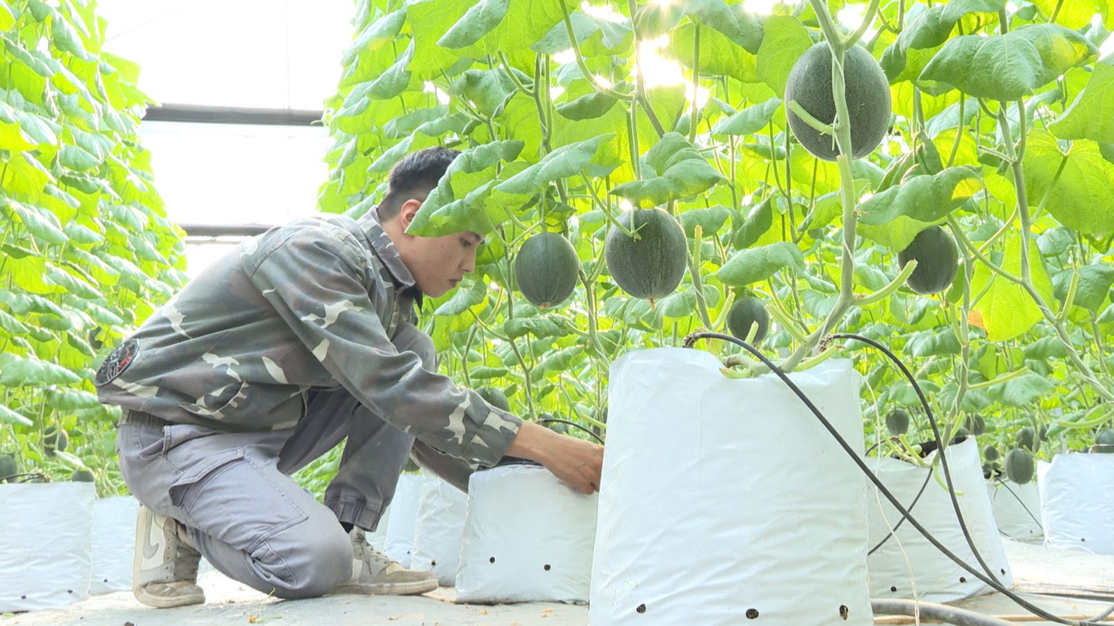 Việt Trì đẩy mạnh phát triển nông nghiệp chất lượng cao