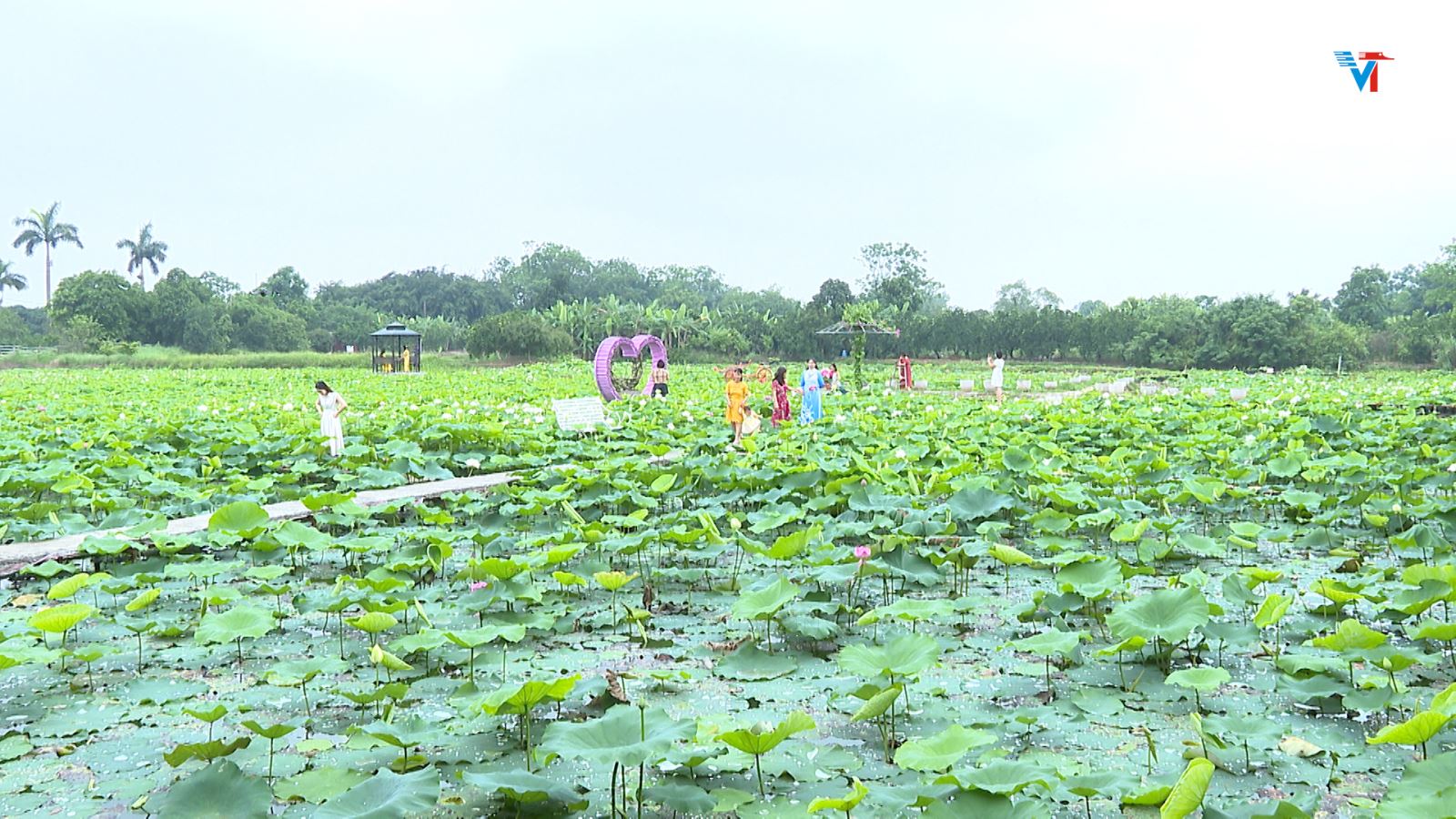 Nâng cao hiệu suất kinh tế ở mô hình trồng sen